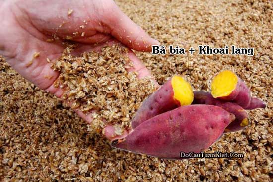 Mồi câu trắm đen từ khoai lang và bã bia