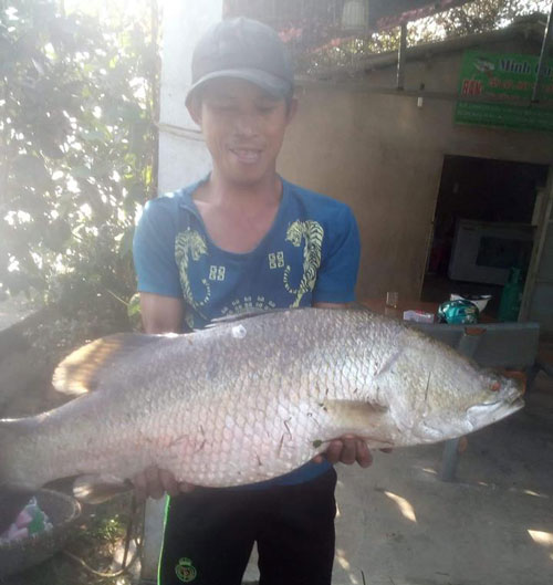 Cá chèm khủng lên bờ