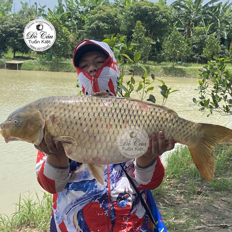 Cá chép khủng