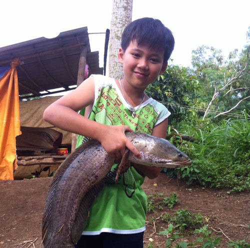 Câu được cá lóc khủng