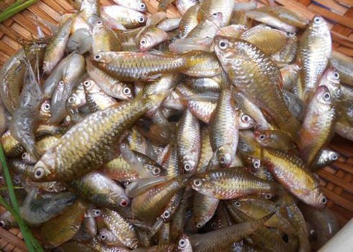 Cá lòng tong