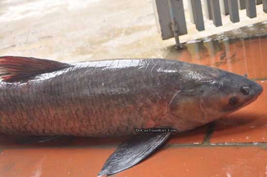 Cá trắm đen