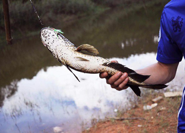 Chọn cần câu cá lóc