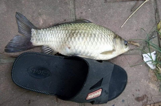 Câu cá diếc