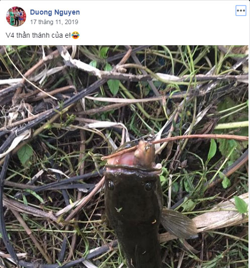 cau-ca-frog-toon-v4