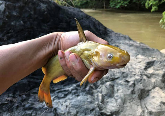 Câu cá suối