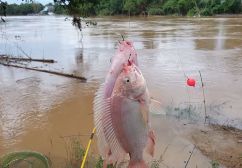 Câu đài cá diêu hồng