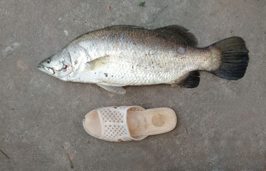 Câu lure cá chẽm