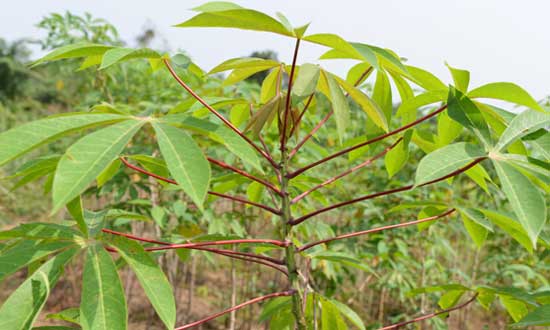 Câu cá trắm dùng lá sắn tươi