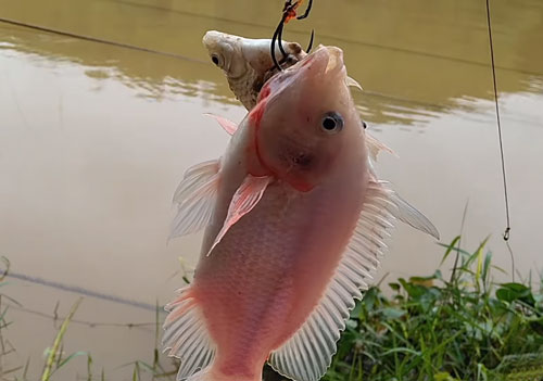 Mồi câu cá diêu hồng