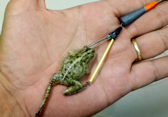 Mồi nhái câu cá lóc