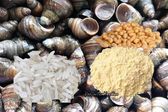 Mồi câu cá trôi tự nhiên từ ốc vặn