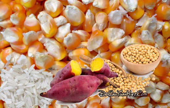 Câu cá trôi bằng mồi ngô