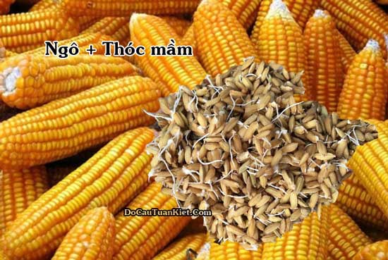 Ngô và thóc mầm làm mồi câu trắm