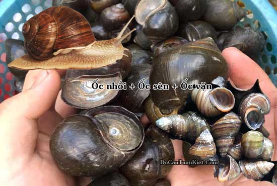 Ốc nhồi, ốc sên và ốc vặn