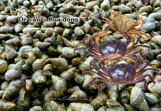 Ốc vặn và cua đồng làm mồi câu cá trắm