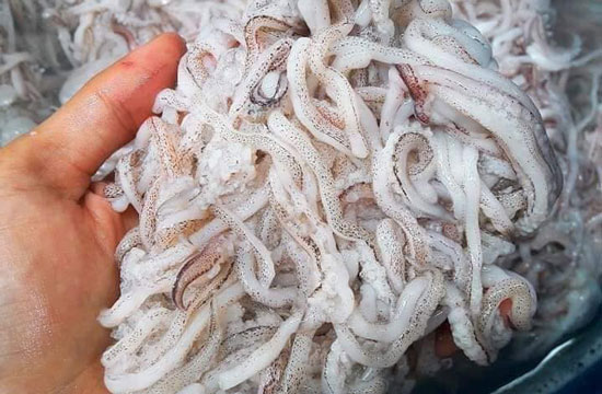 Mồi câu cá trê từ râu mực