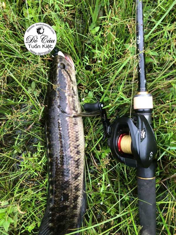 daiwa-pr100-lure