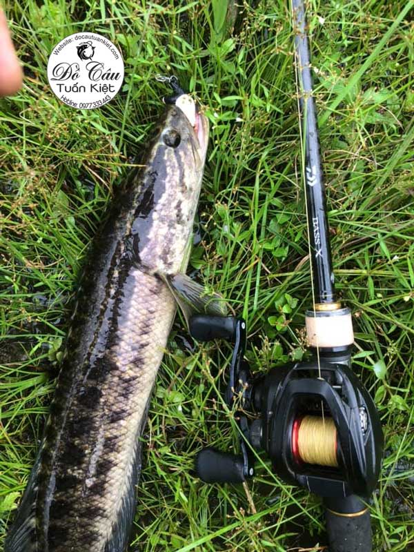 may-daiwa-pr100
