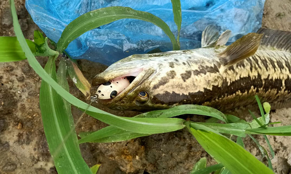 mồi nh&aacute;i c&acirc;u c&aacute; l&oacute;c