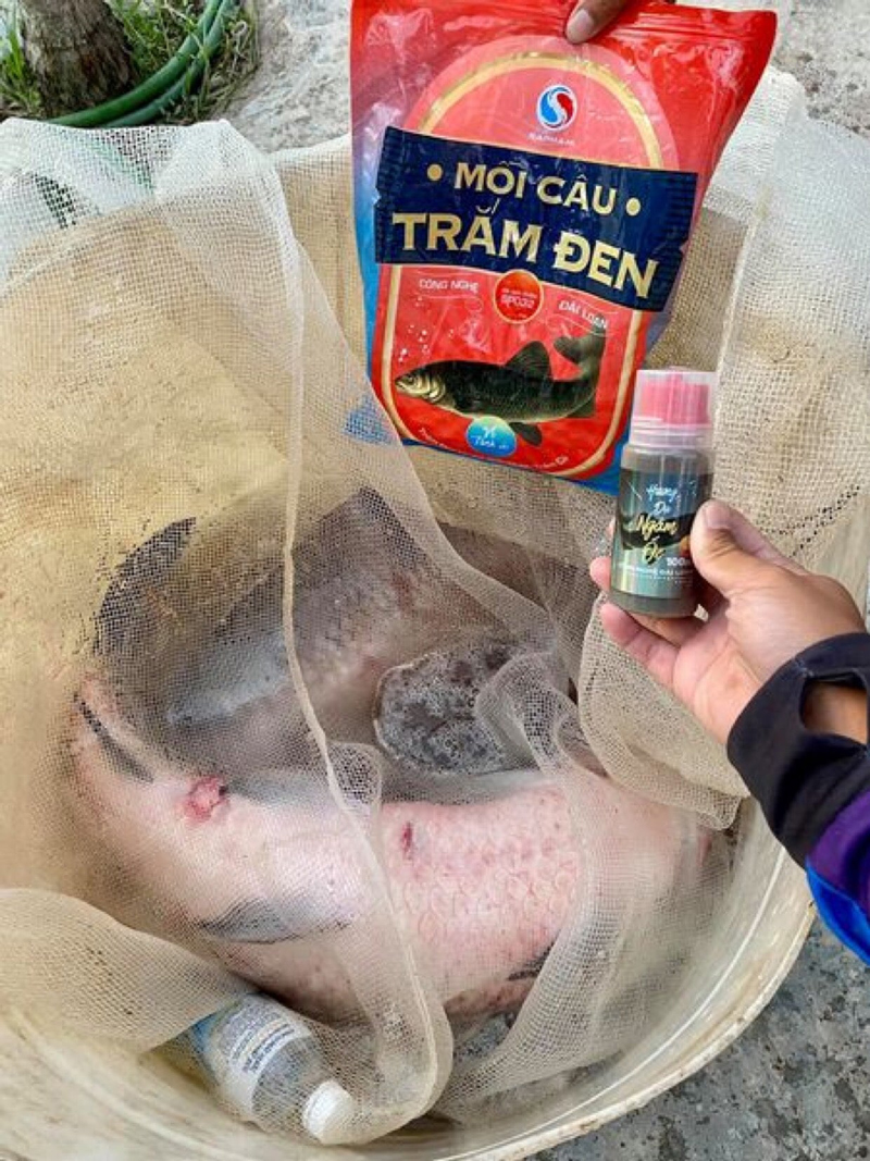 mồi câu trắm đen